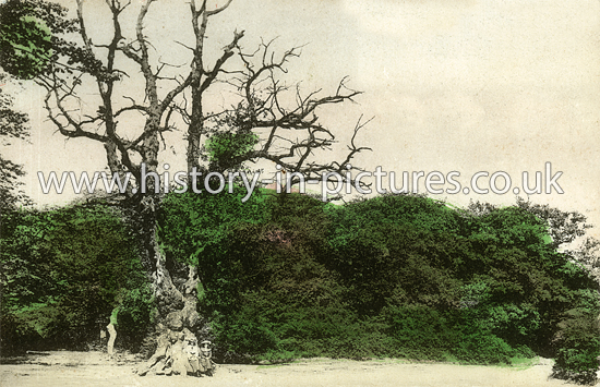 The Old Oak, Bushwood, Leytonstone, London. c.1906